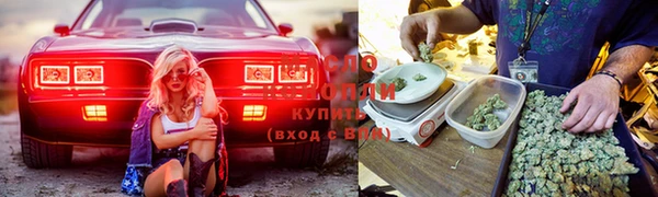 сатива Нефтекумск